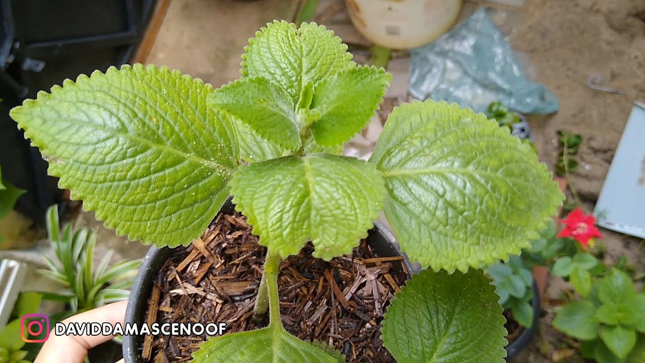 COMO PLANTAR MALVARISCO ATRAVÉS DO GALHO?