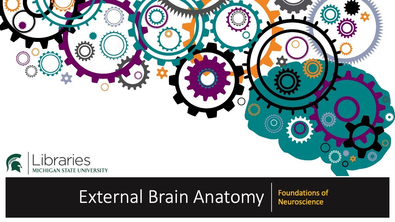 Chapter 17 - External Brain Anatomy