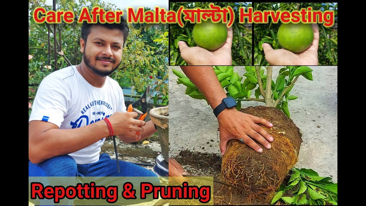 😮ফল হারভেস্ট এর পর কাজটি করলে মাল্টা ফলবে 10গুণ বেশি😮|#Bari1Malta|#মাল্টা|#RootPruning|#CareOfMalta