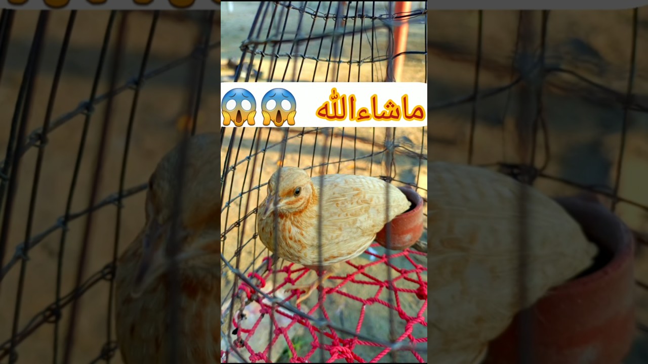 Male Quail Calling Sound 🐦 | Real Batair Voice | Quail Sound #Shorts