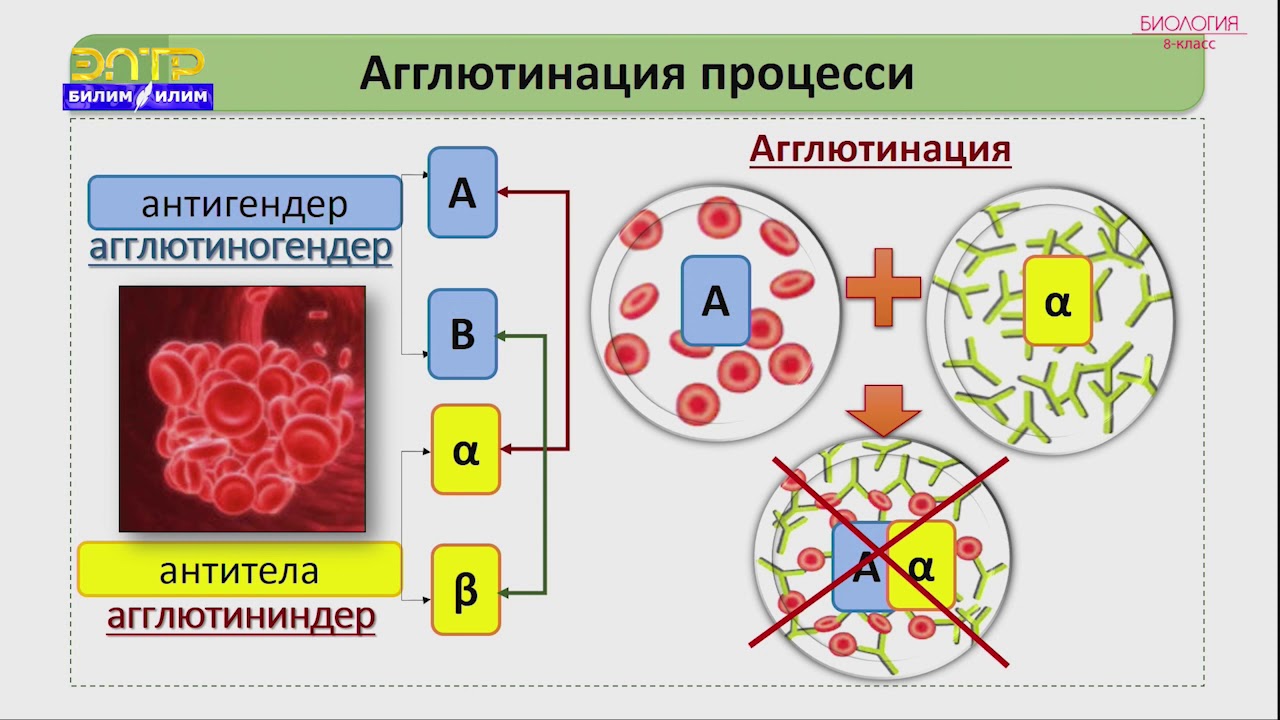 8-класс | Биология  |  Кандын топтору, канды куюу шарттары