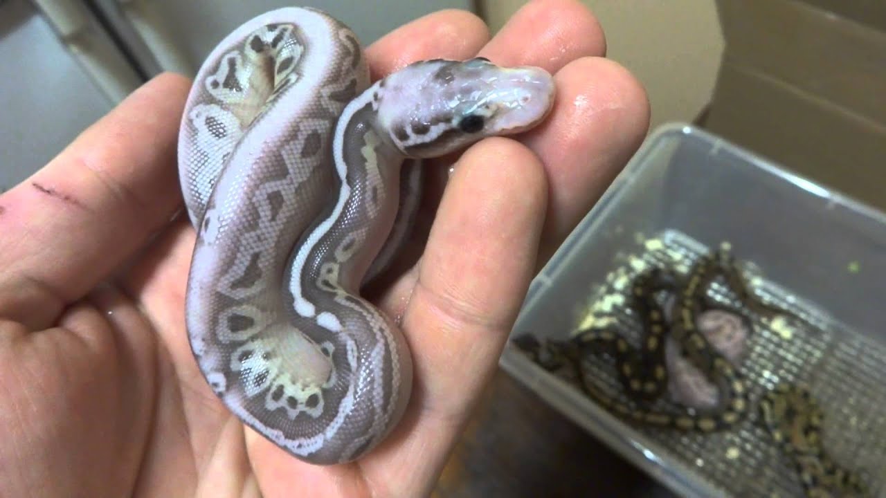 Clutch #1 of 2014 Ball Python Season