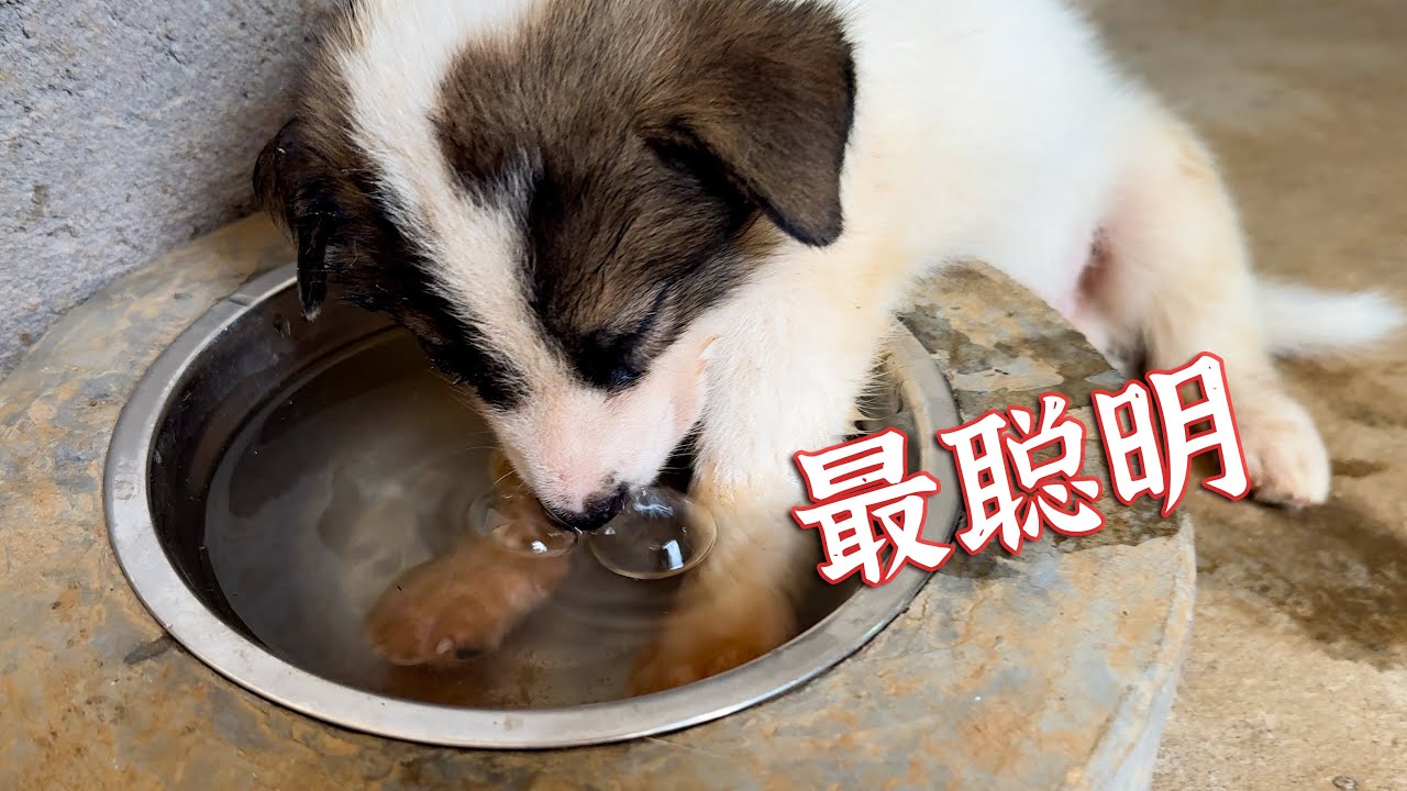 聪明的狗，早已学会了主动降温