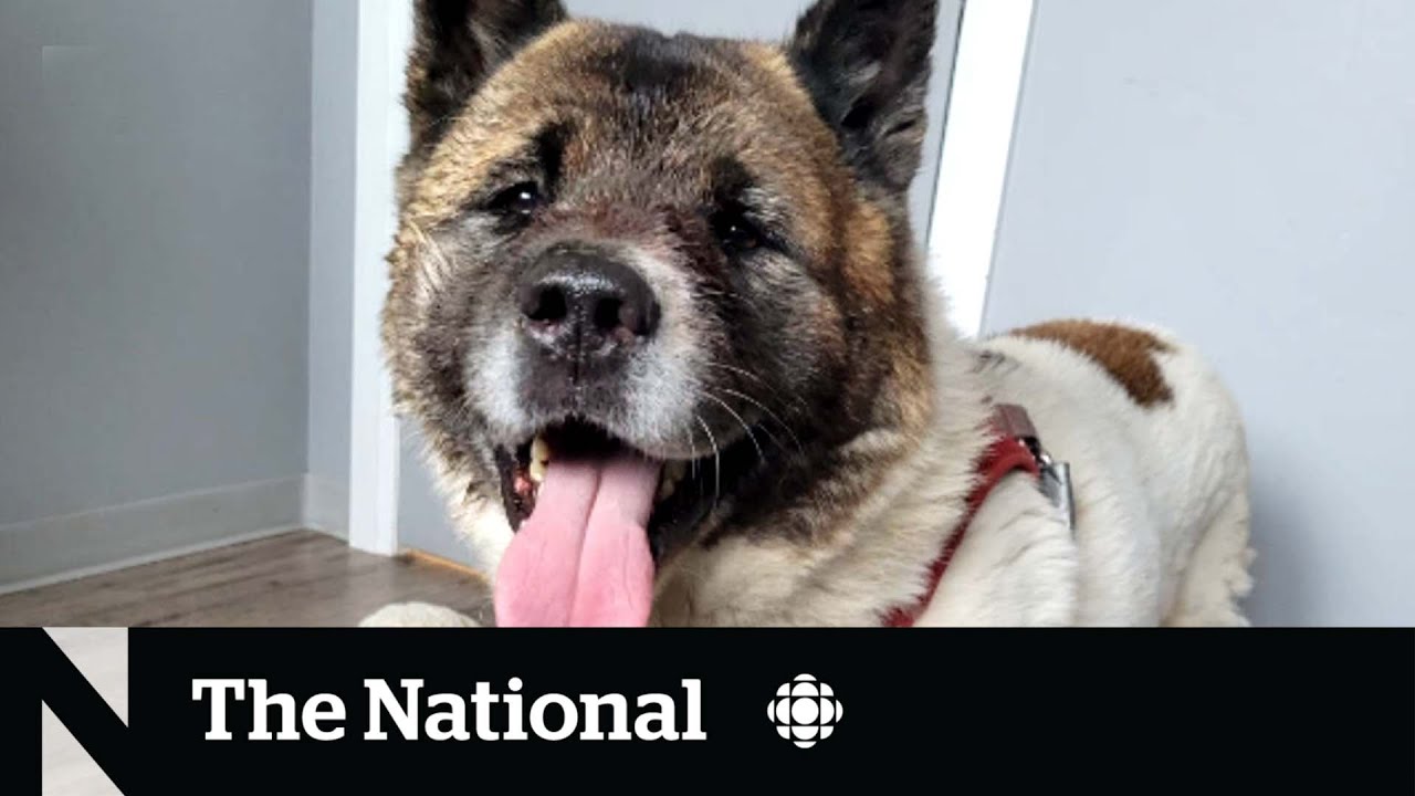 A dog named Hero saves his owner's life