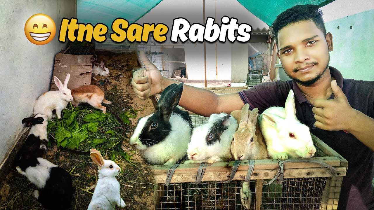 Hamare Setup Pr Itne Sare Rabbits ki Achanak Entry 😱😍
