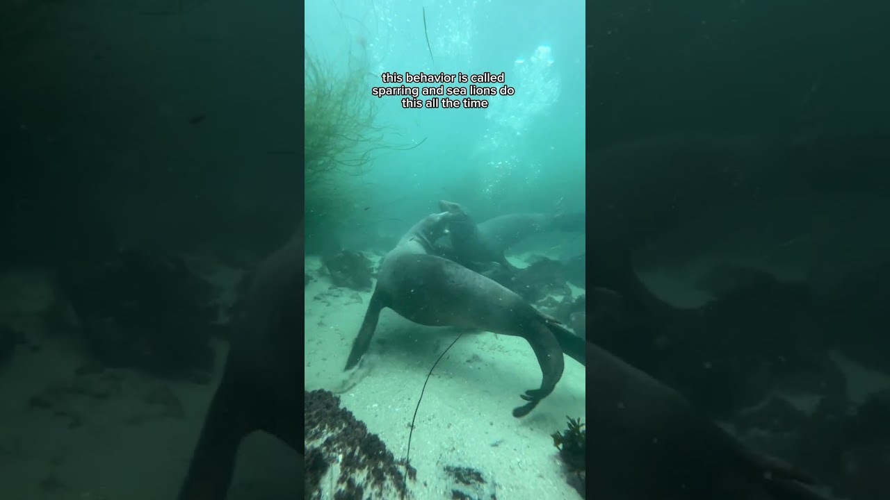 Sea Lions Charge Diver