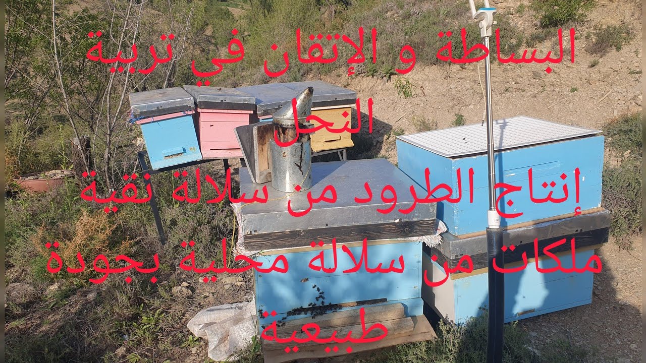 .  تربية النحل  ببساطة و إتقان إنتاج الطرود من سلالة نقية ملكات بجودة عالية.( الجزء الأول )