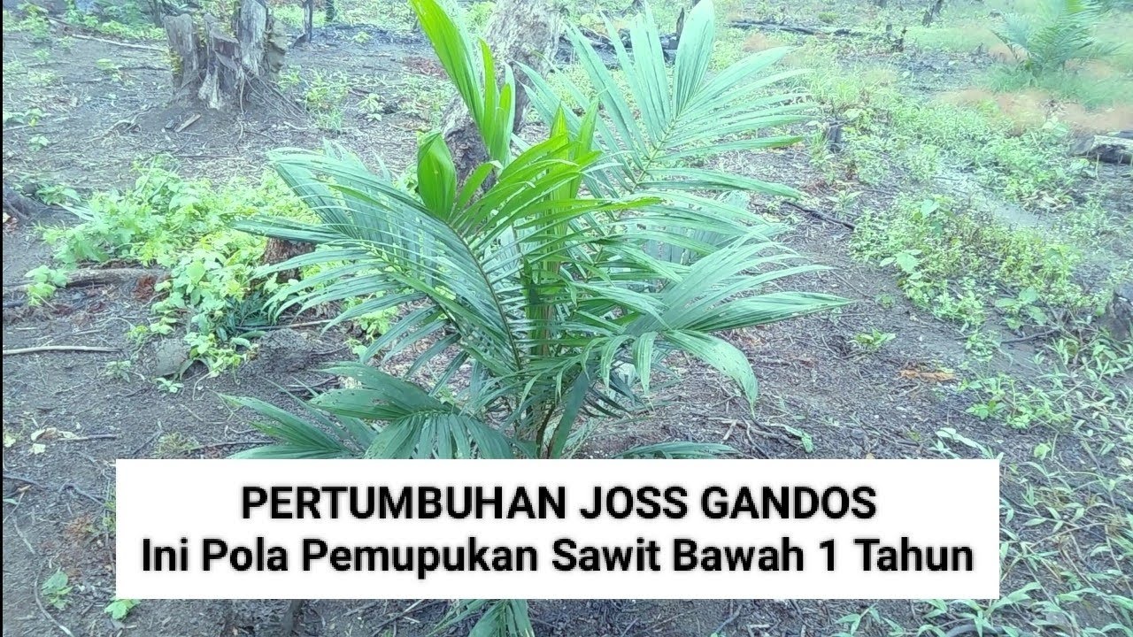 Inilah Pola Pemupukan Sawit Bawah 1 Tahun