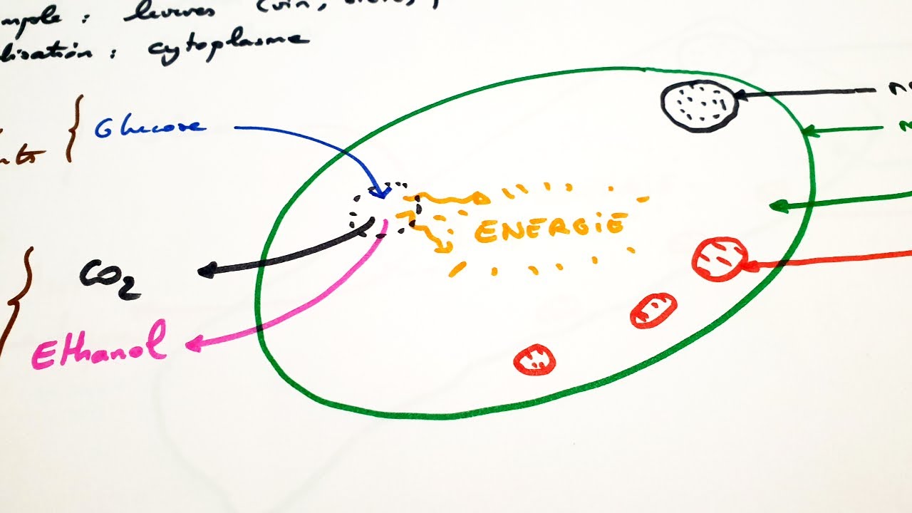 [eSVT] La fermentation alcoolique