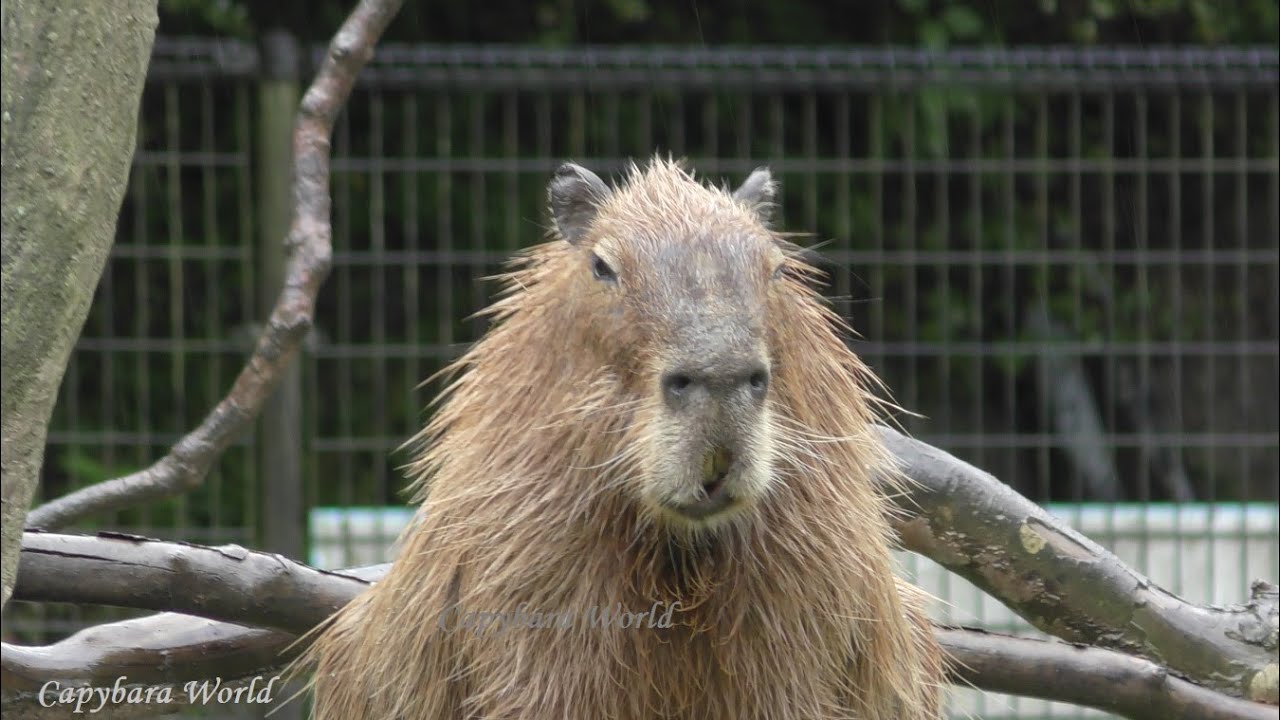 Capybara Sounds. I Have Never Heard a Capybaras Speak SO Powerfully and For SO Long. Donut