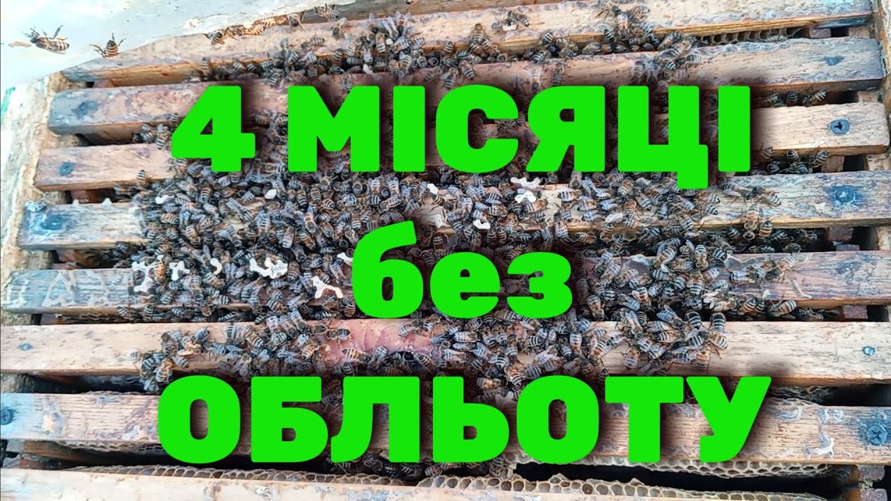 1 березня, дивимось як проходить зимівля