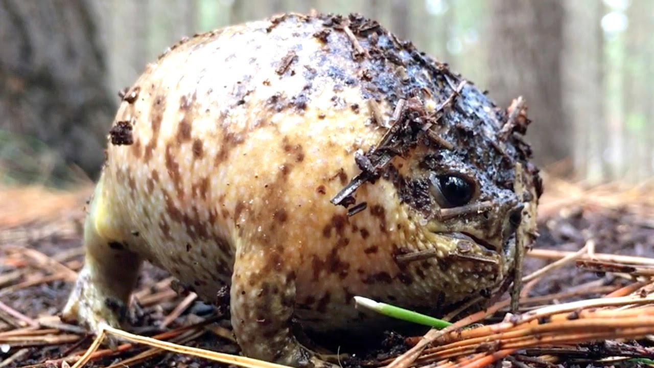 Hilarious Footage Of Screaming Frog