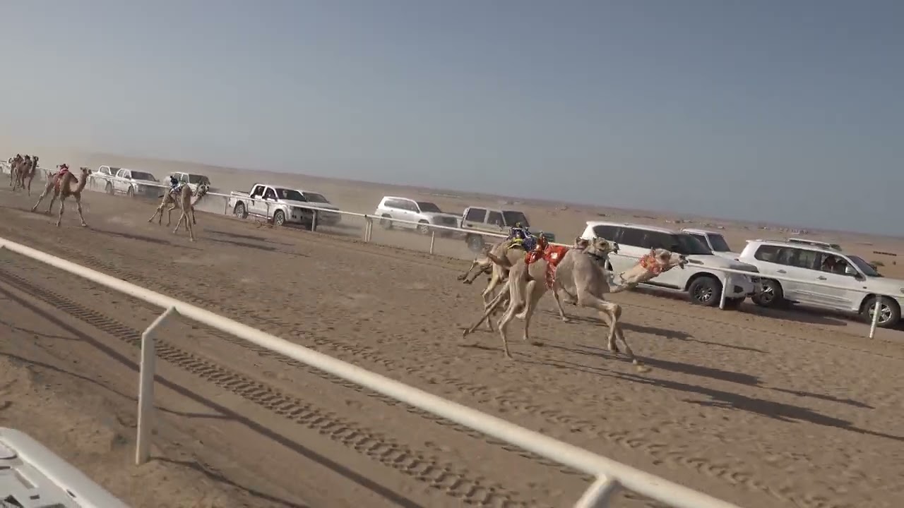 الشوط 4 قعدان مفاريد 1200م ( لهب: جاسم بن قالط المرواني)
