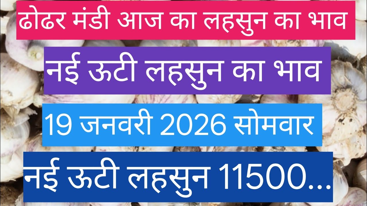 ढोढर मंडी आज का नई ऊटी लहसुन का भाव / Dhodhar Mandi Aaj Ka Nai Uti Lehsun Ka Bhav /  19 जनवरी 2026