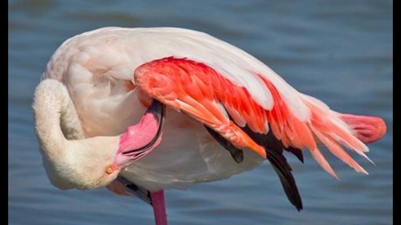 Фламинго на острове Сардиния.  Национальный парк Molentargius. Fenicotteri rosa di Sardegna.
