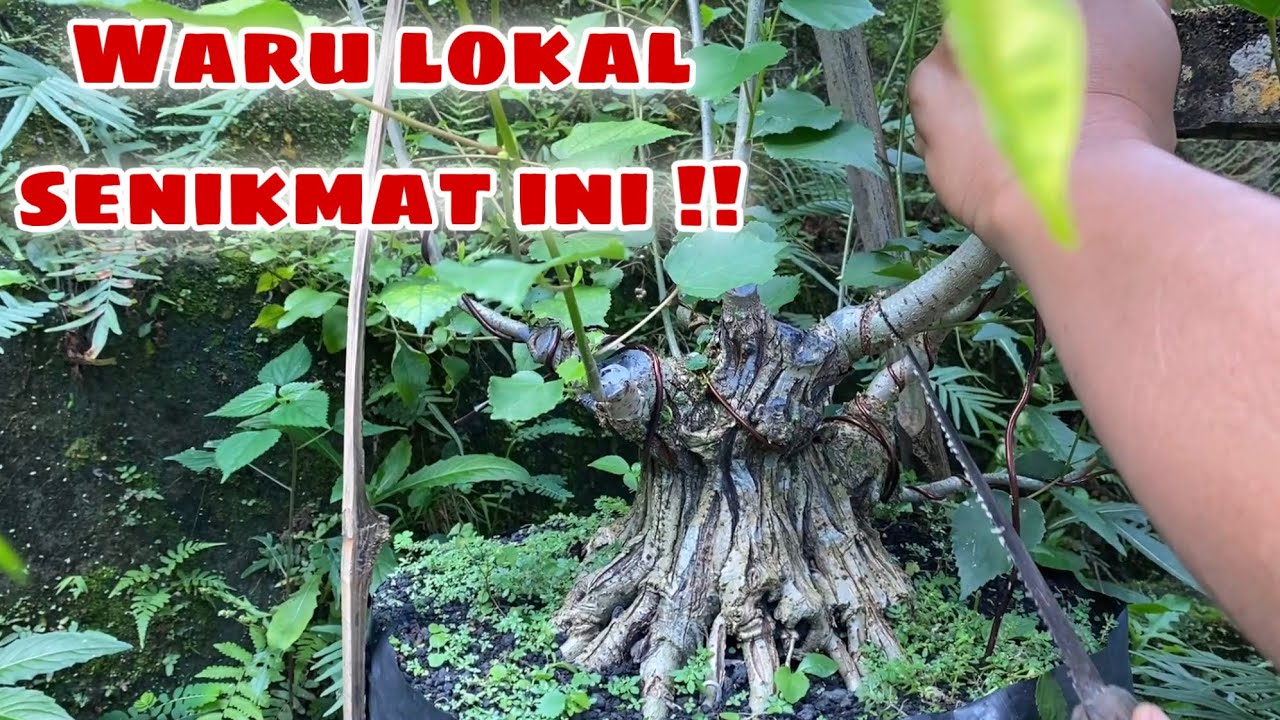 Tahap membuat bonsai waru lokal bogel ‼️