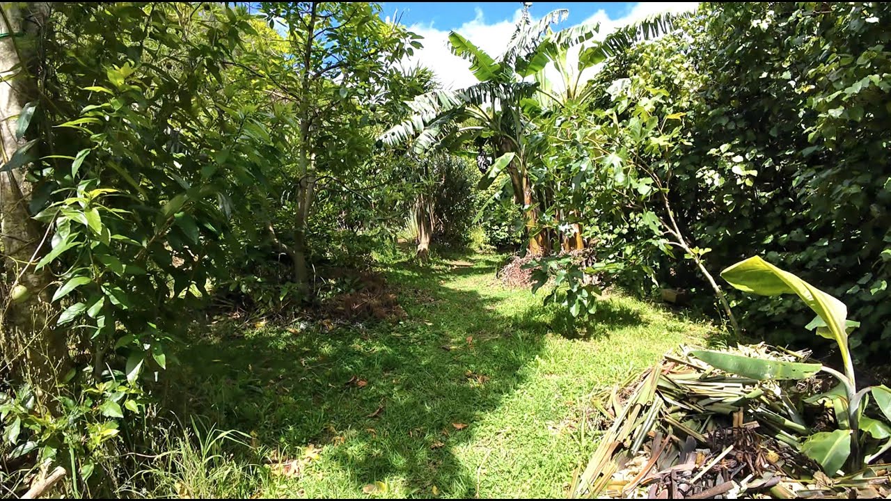 New Fruit Plantings 08 Jan 2026