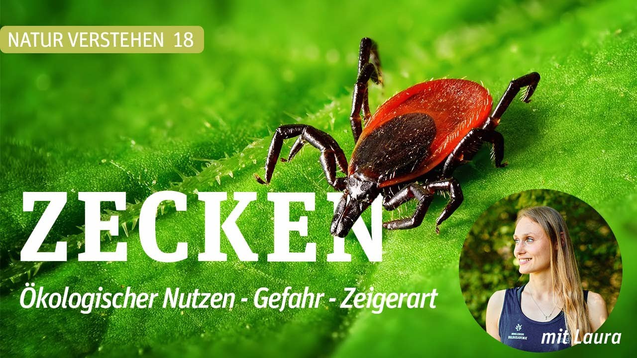 Warum gibt es so viele ZECKEN? Was ist ihr ökologischer Nutzen? Welche Gefahr geht von Ihnen aus?