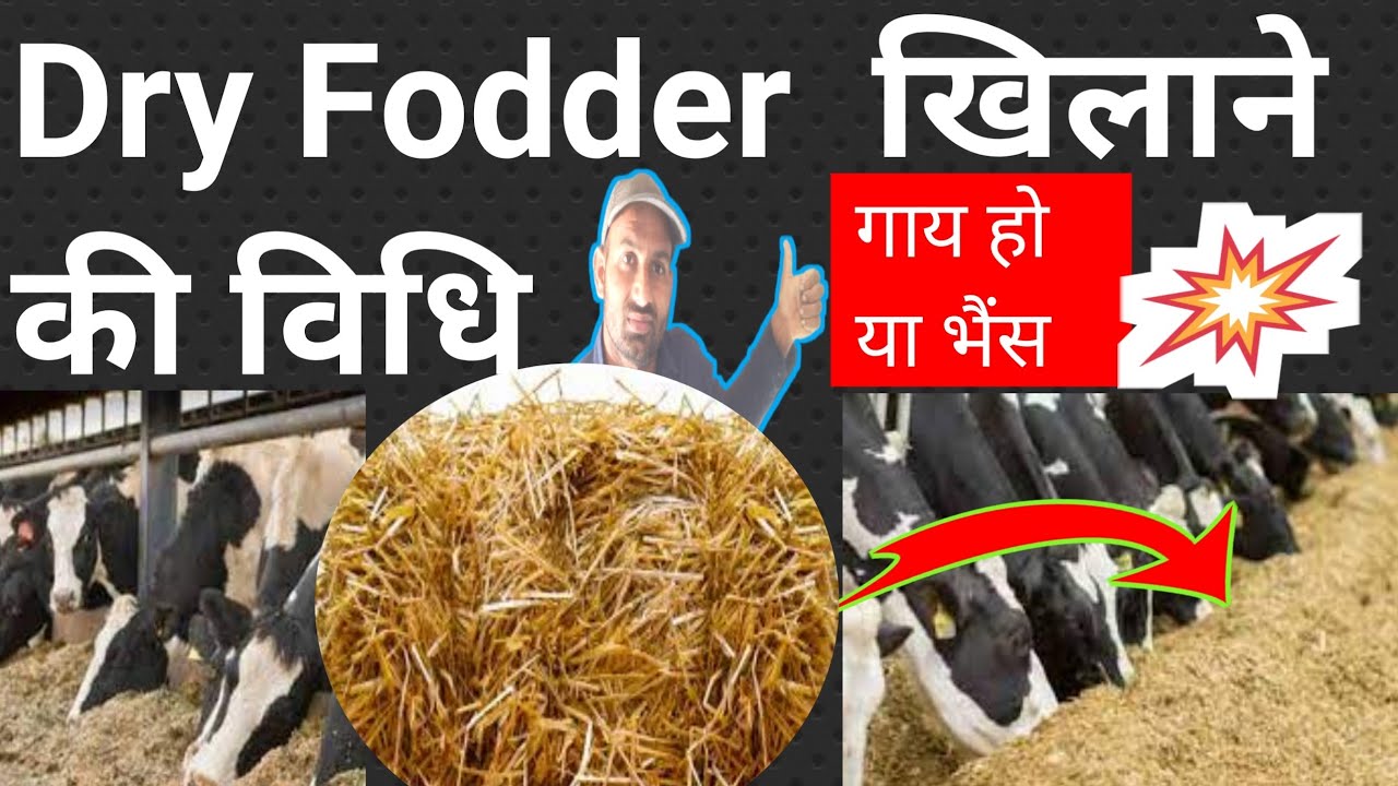 Dry Fodder गाय भैंस को कैसे खिलाए ? पशूओ को सुखा भूसा देते समय प्रमुख सावधानी क्या रखें ?
