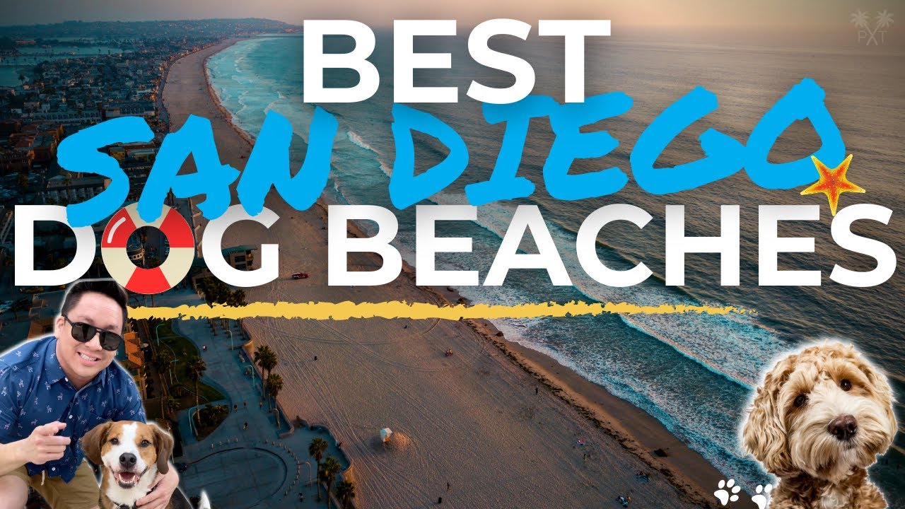The BEST Dog Beaches In San Diego, California (A Dog-Friendly Guide)