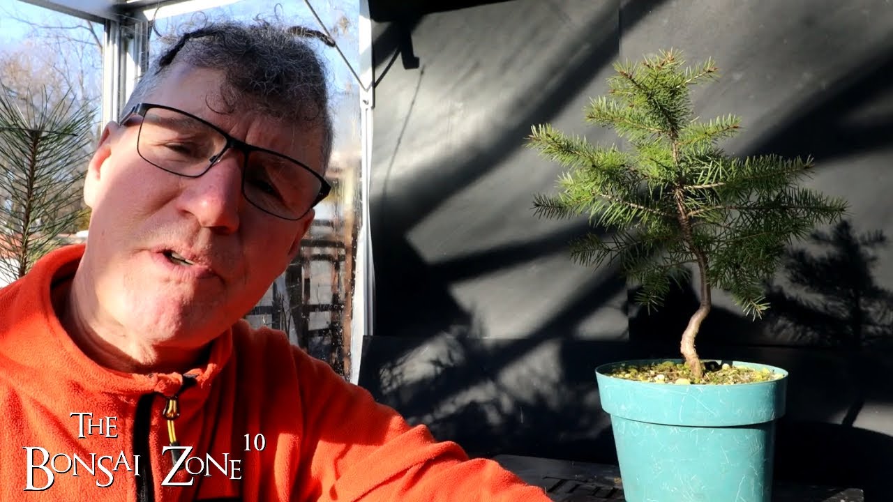 First Pruning of a Small Douglas Fir, The Bonsai Zone, Feb 2023