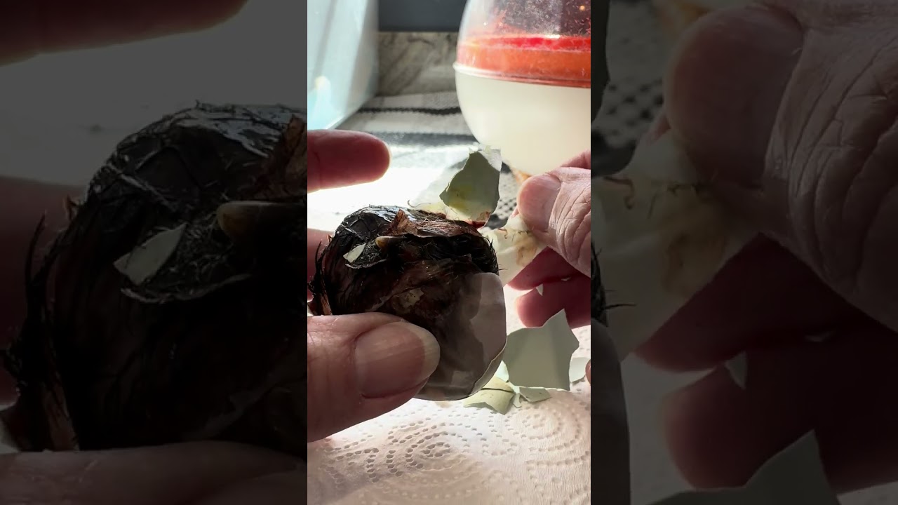How to help a Shrinkwrapped chick