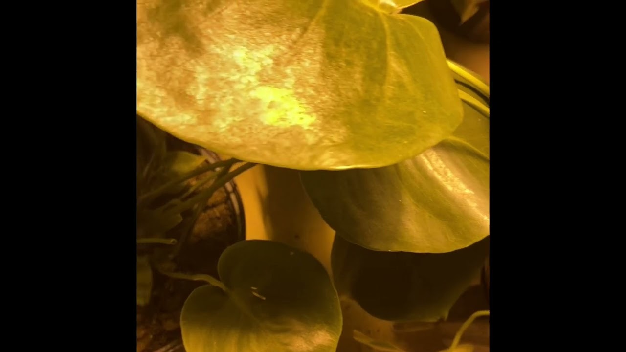 My Indoor Garden Set up | Lights, Soil mixture, Insulation, Humidity