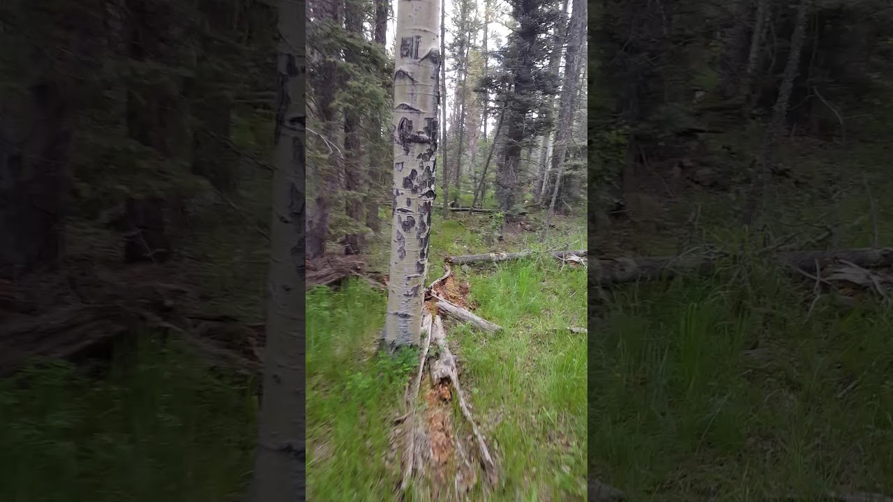 250 COWS RAID OUR CAMPSITE