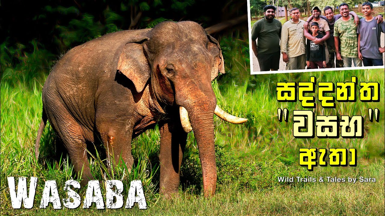 මදකිපුණු 