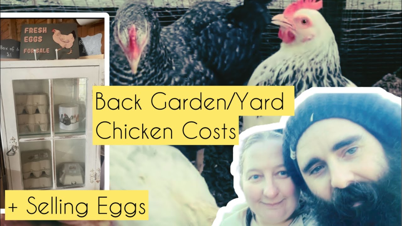 Chicken Costs (Egg Selling, Best Breeds & Requirements in a UK Garden)