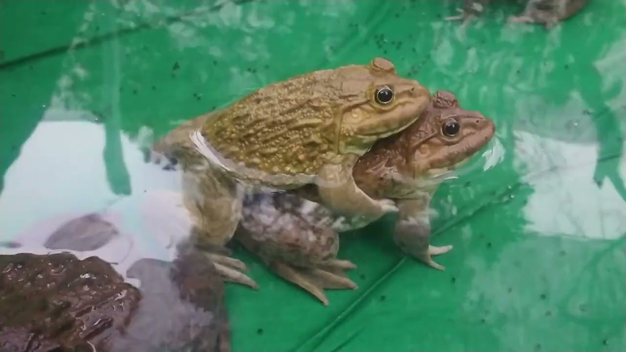 Morning, After creating fake rain using a water-based for  frogs into breeding and happy song frog