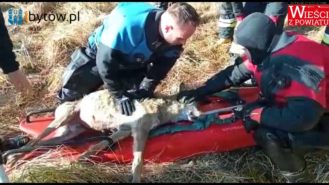 Wyjątkowa AKCJA strażaków - REANIMACJA WILKA