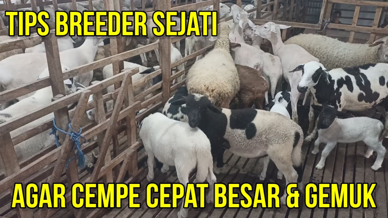 CARA AGAR CEMPE DOMBA CEPAT BESAR DAN GEMUK