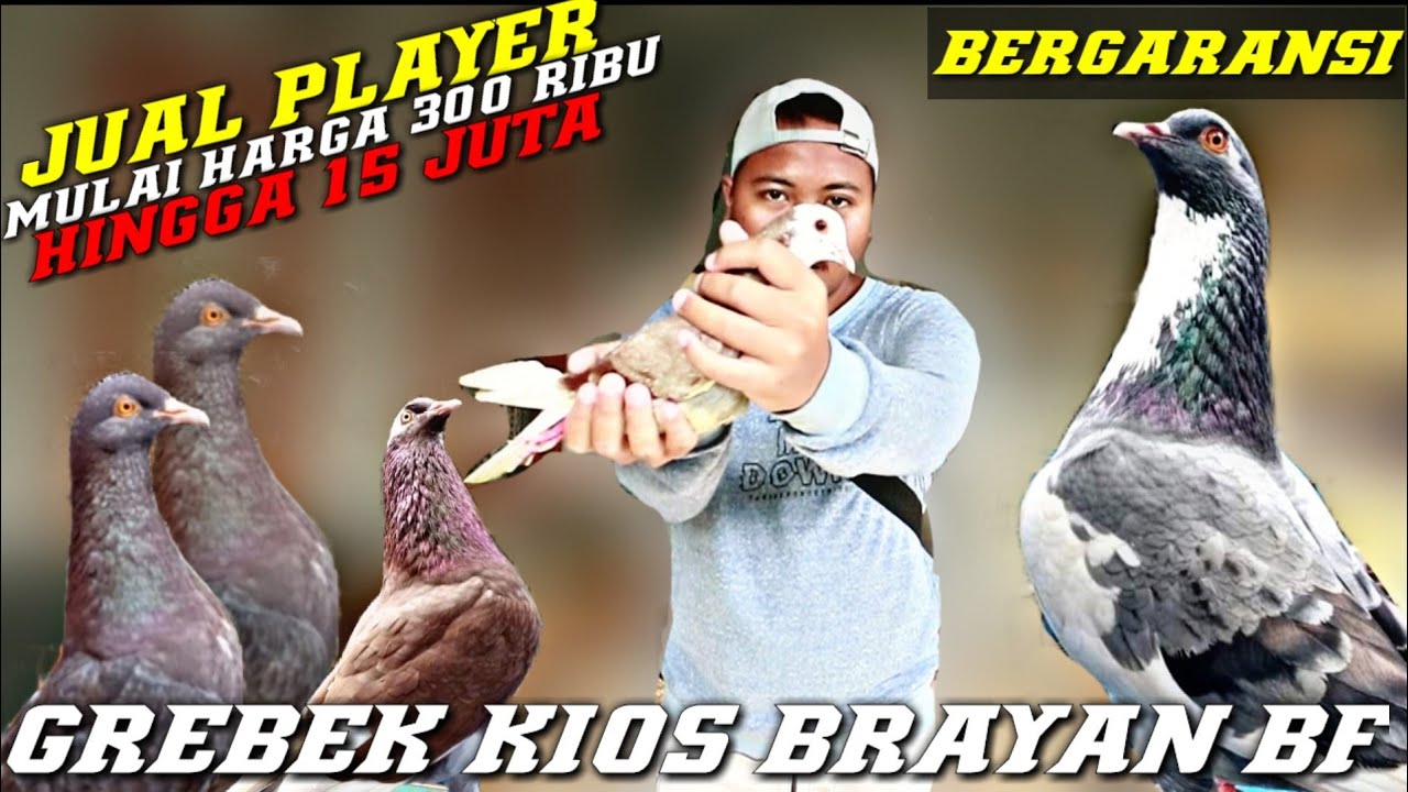 ✅NEMU PENJUAL MERPATI DI POJOK GANG CIKARANG MEWAH DAN BERGARANSI