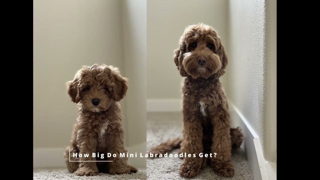 HOW BIG DO Mini LABRADOODLES GET?