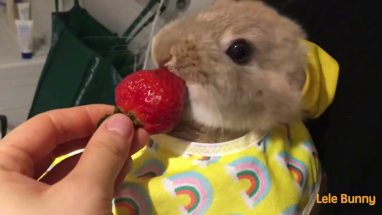 DO YOU LOVE BUNNY？lOVE THIS ONE/ Makkah Live | مكة مباشر | الحرم المكي مباشر | قناة القران الكريم ال