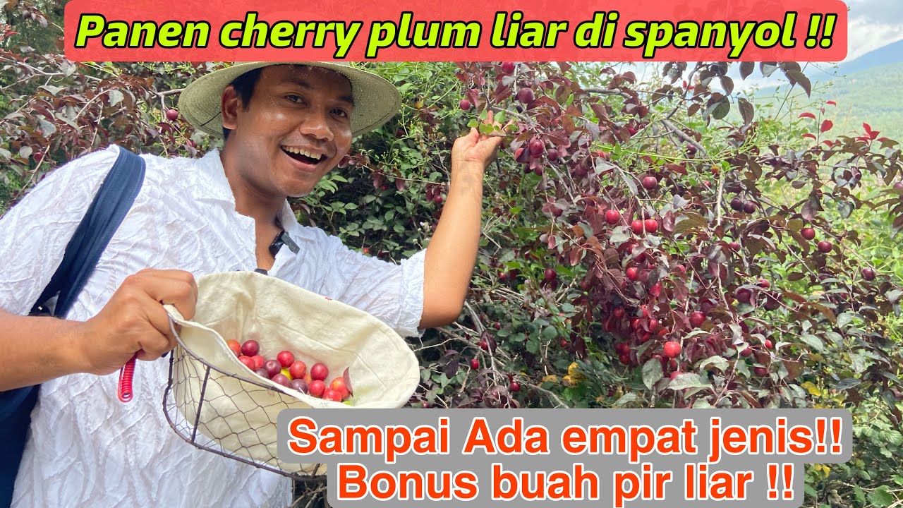 PANEN CHERRY PLUM LIAR SUPER MANIS!! ADA EMPAT JENIS! PANEN PERTAMA KALI BONUS BUAH PIR LIAR!