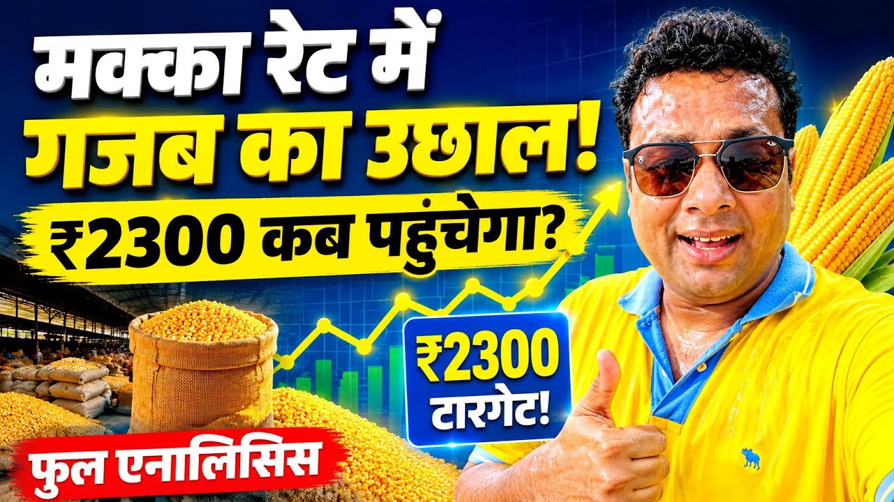 मक्का का रेट कब बढ़ेगा? 🌽 Makka Rate Today | Maize Price Trend & Future Report 📈