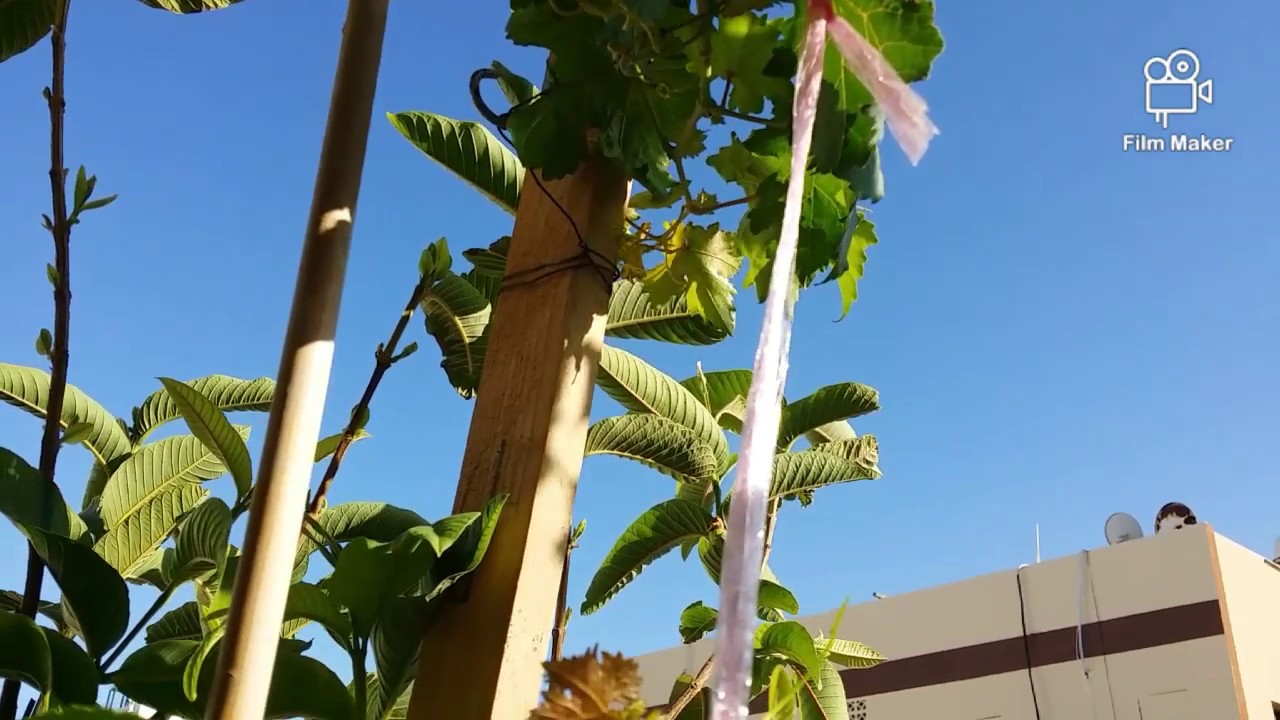 كيفية رعاية شتلة العنب من البداية الى تكوين الكورديون # 3  - How to grow the young Grapes Vine
