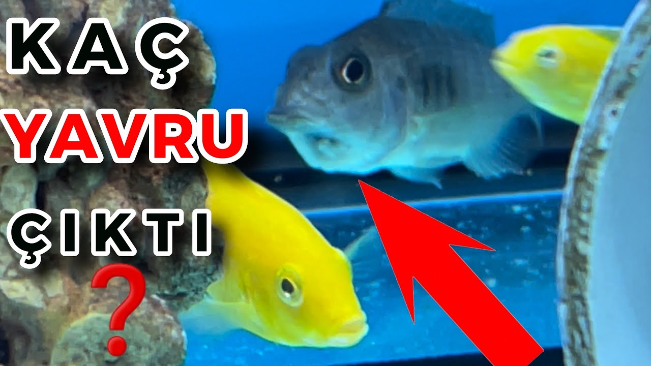 REKOR BALIK DOĞUMU!!, BALIK KUSTURMA, akvaryum balıkları