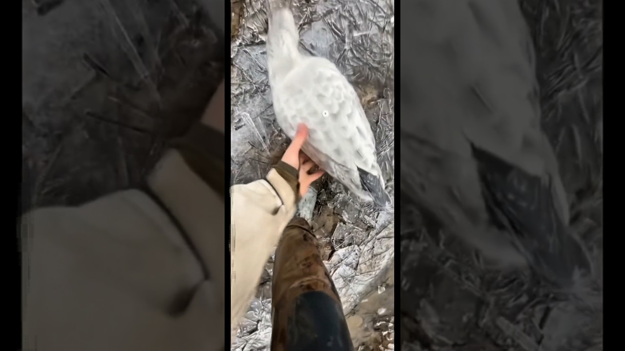 Спасите замерзших птиц