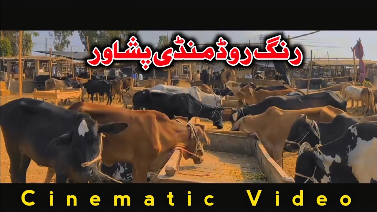 Ring Road Mandi Peshawar | Cinematic Video of Peshawar Cow  Mandi 2022