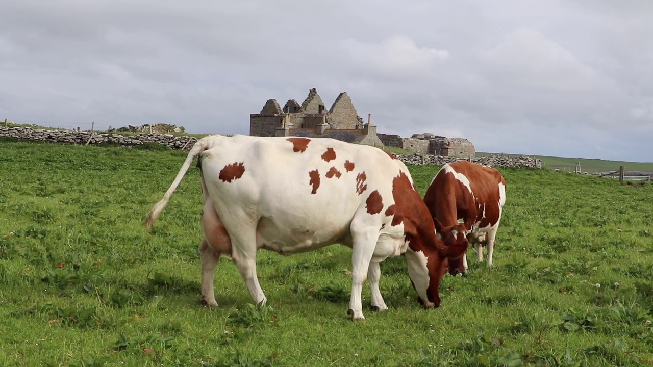 Wilsons of Westray