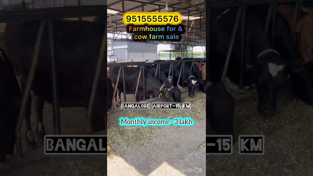 2 Acres farmhouse cow farm sale Bangalore near || Monthly income-3 lks || tar road bit Nandi Hill