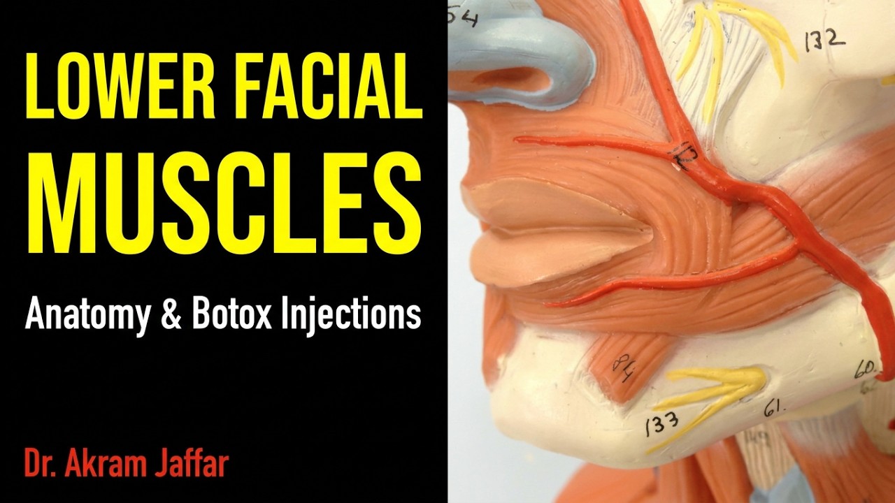 Anatomy of lower facial muscles