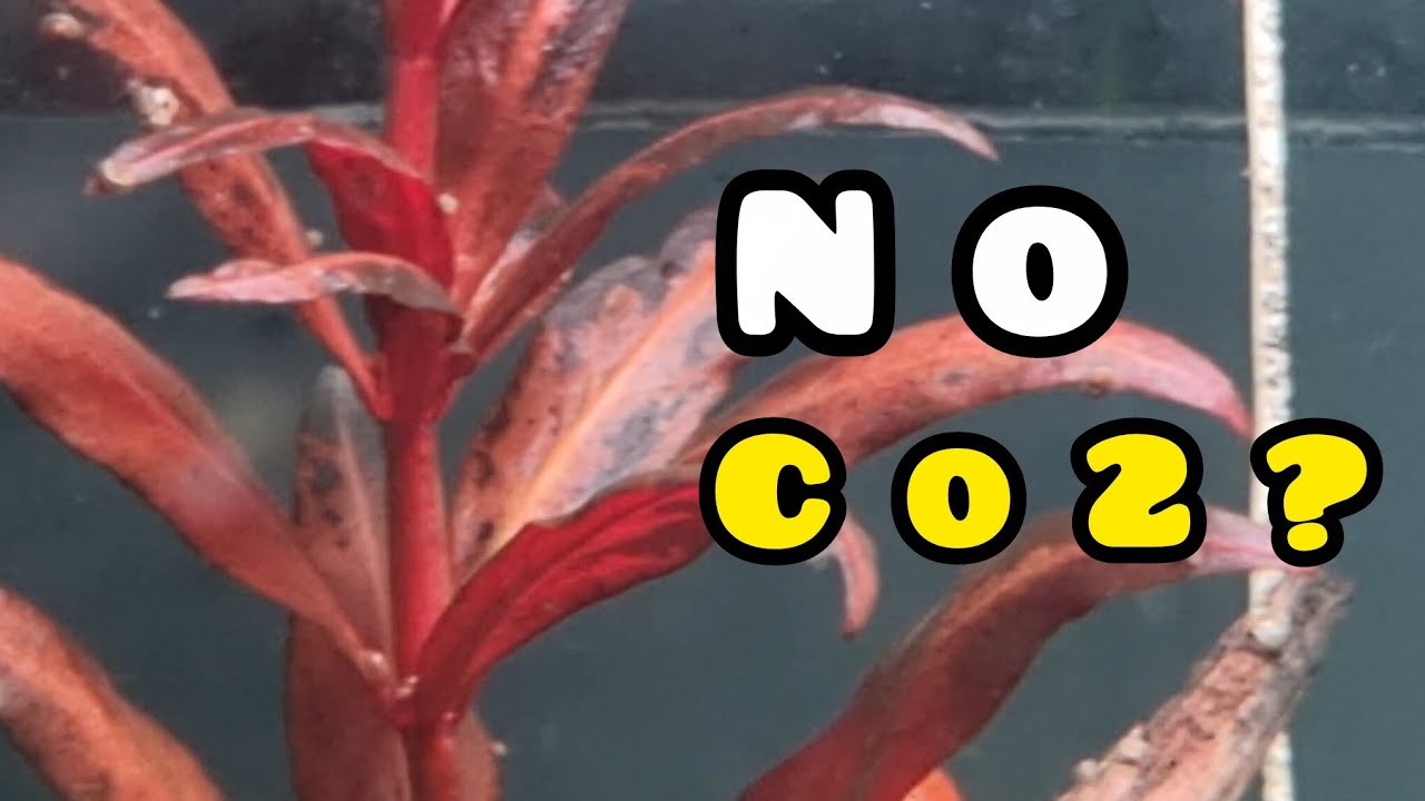 Can I grow RED PLANTS without CO2 in my AQUARIUM?
