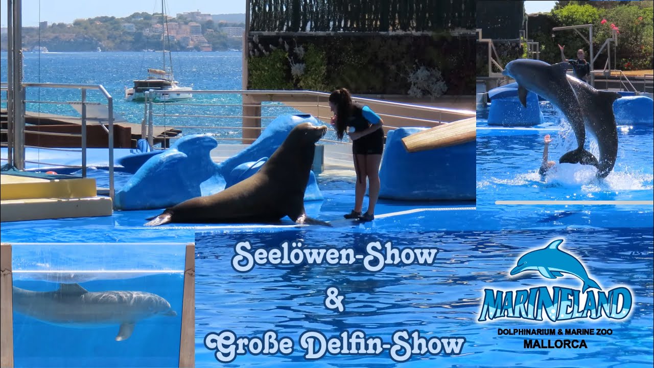 Marineland Mallorca 2024 | Seelöwen-Show & Große Delfin-Show 🦭🐬 [4K]