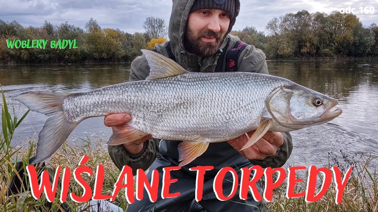 BOLENIE JESIENIĄ Z WISŁY odc.160 #boleń #spinning #handmade #Wisła #fishing #badyl #lures