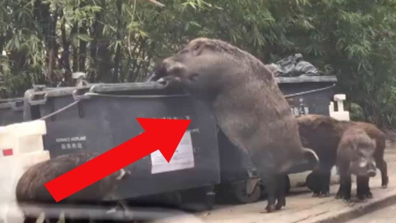 Biggest Pigs Ever!
