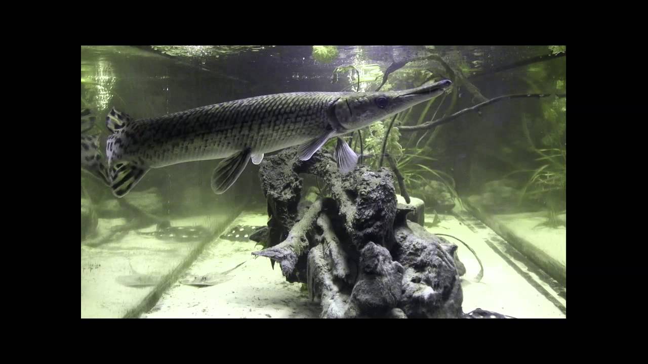Alligator gar 61 cm - feeding Sardina pilchardus